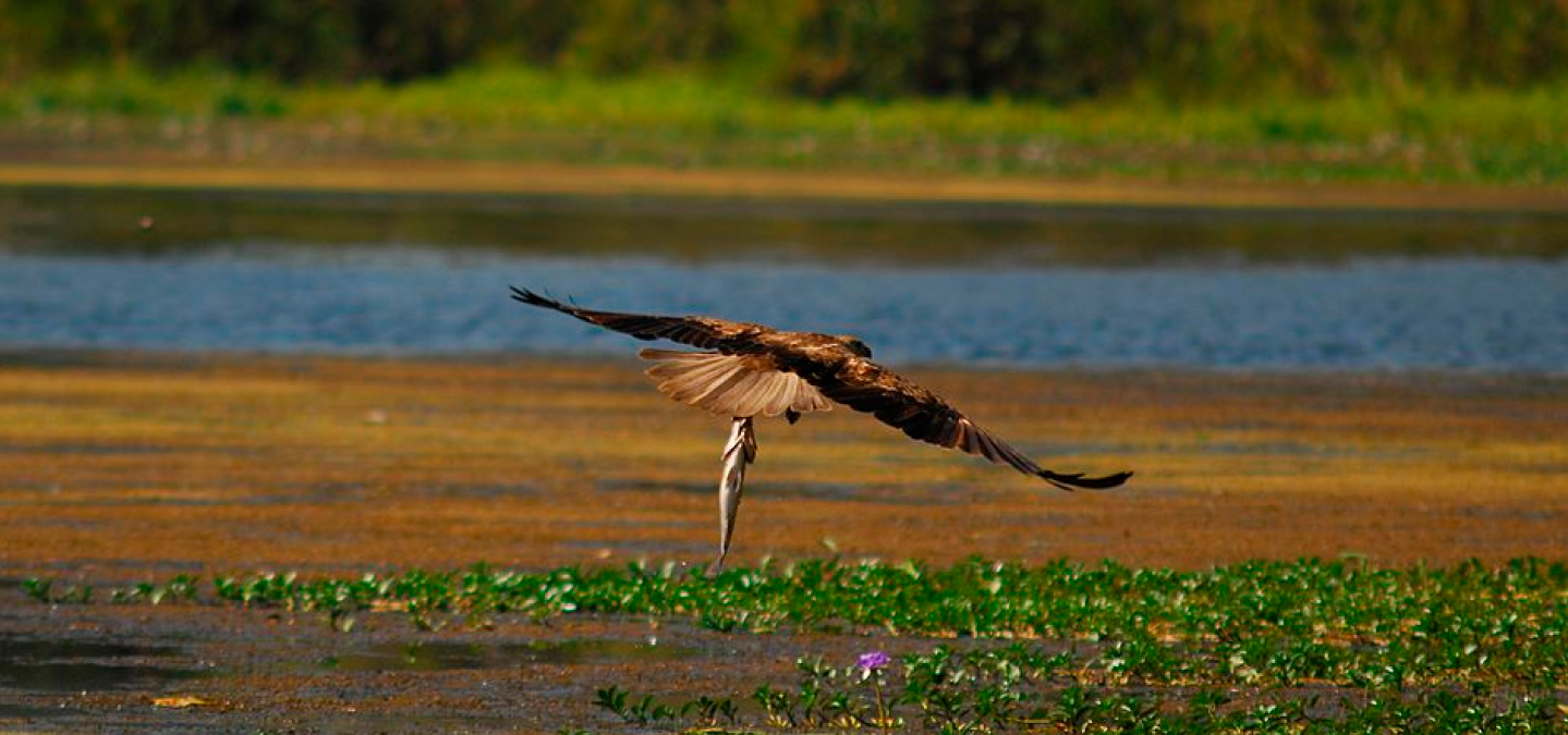 Wedge-tailed eagle plucking Barramundi from water. Corroboree Billabong, Northern Territory. (Photo by Auscape/Universal Images Group from Getty Images)