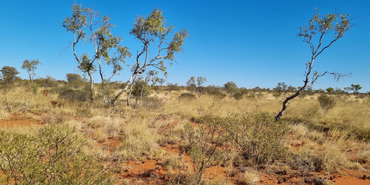 Western Davenport landscape