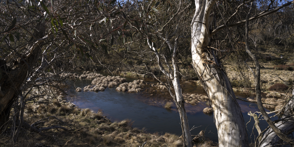 Image of trees bordering alpine stream