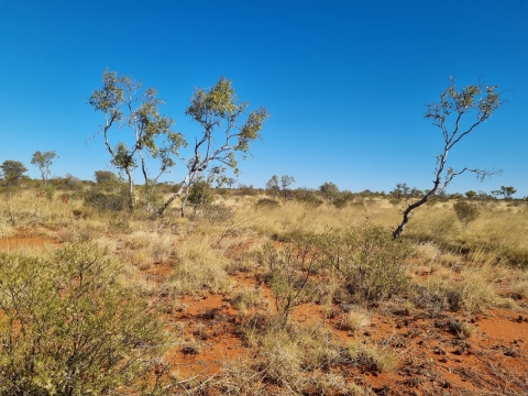 Western Davenport landscape