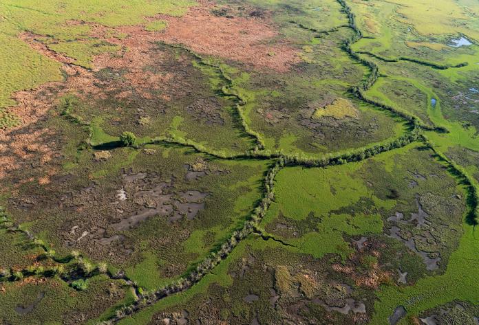 An aerial photo of trees growing along river tributaries