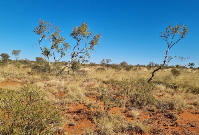 Western Davenport landscape