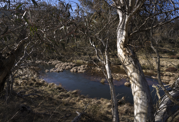 Image of trees bordering alpine stream